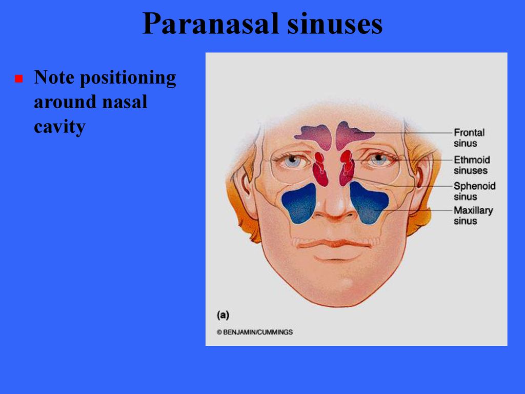 Introduction to human anatomy - ppt download