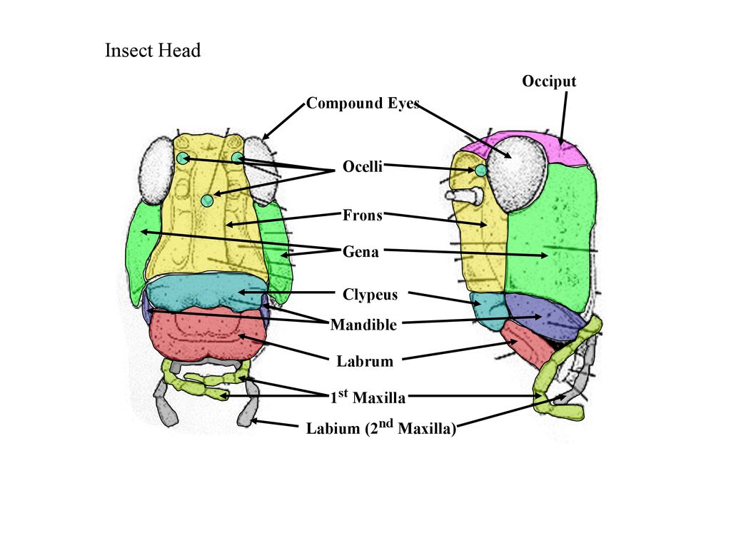 THE INSECT HEAD AND ITS APPENDAGES - ppt download