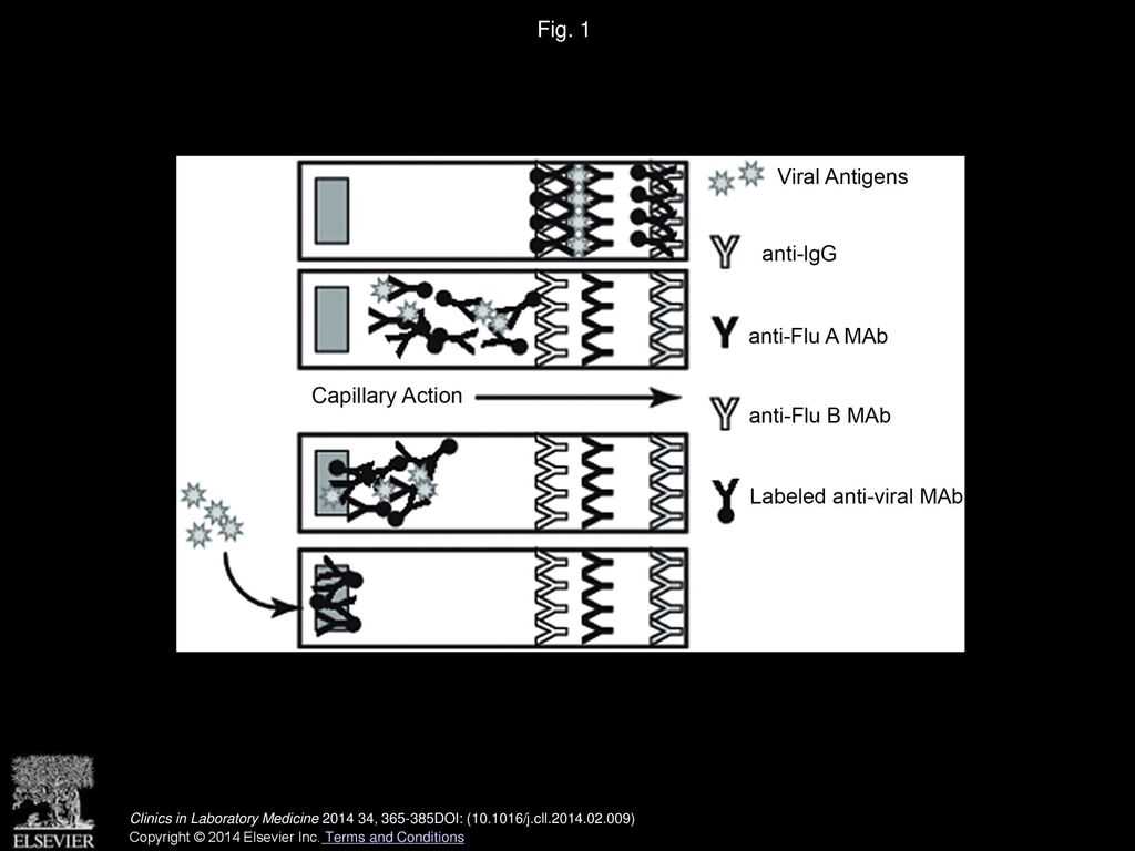 Rapid Diagnosis Of Influenza - Ppt Download