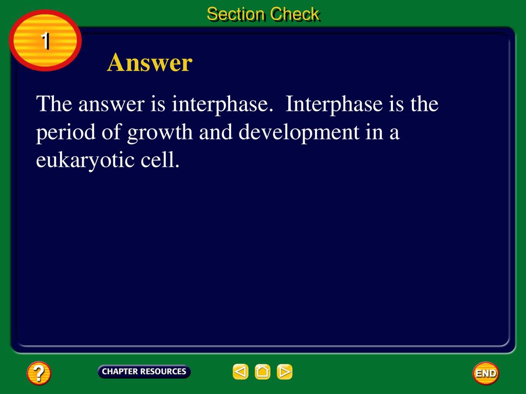 Section Check 1. Answer. The answer is interphase.