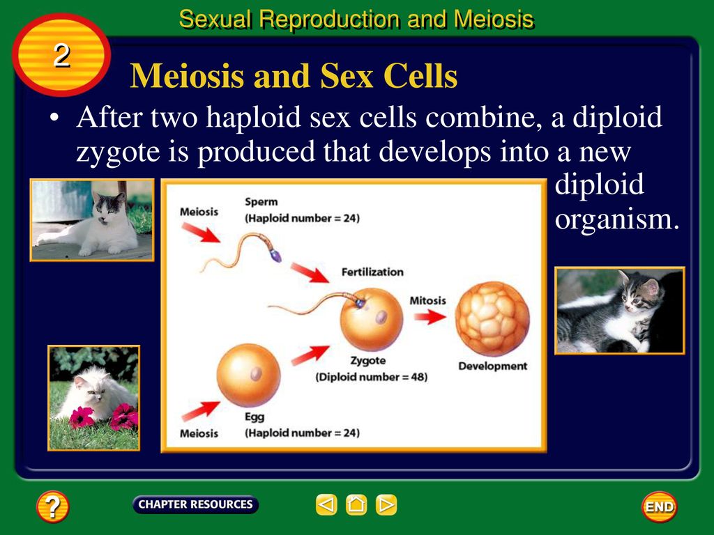Sexual Reproduction and Meiosis