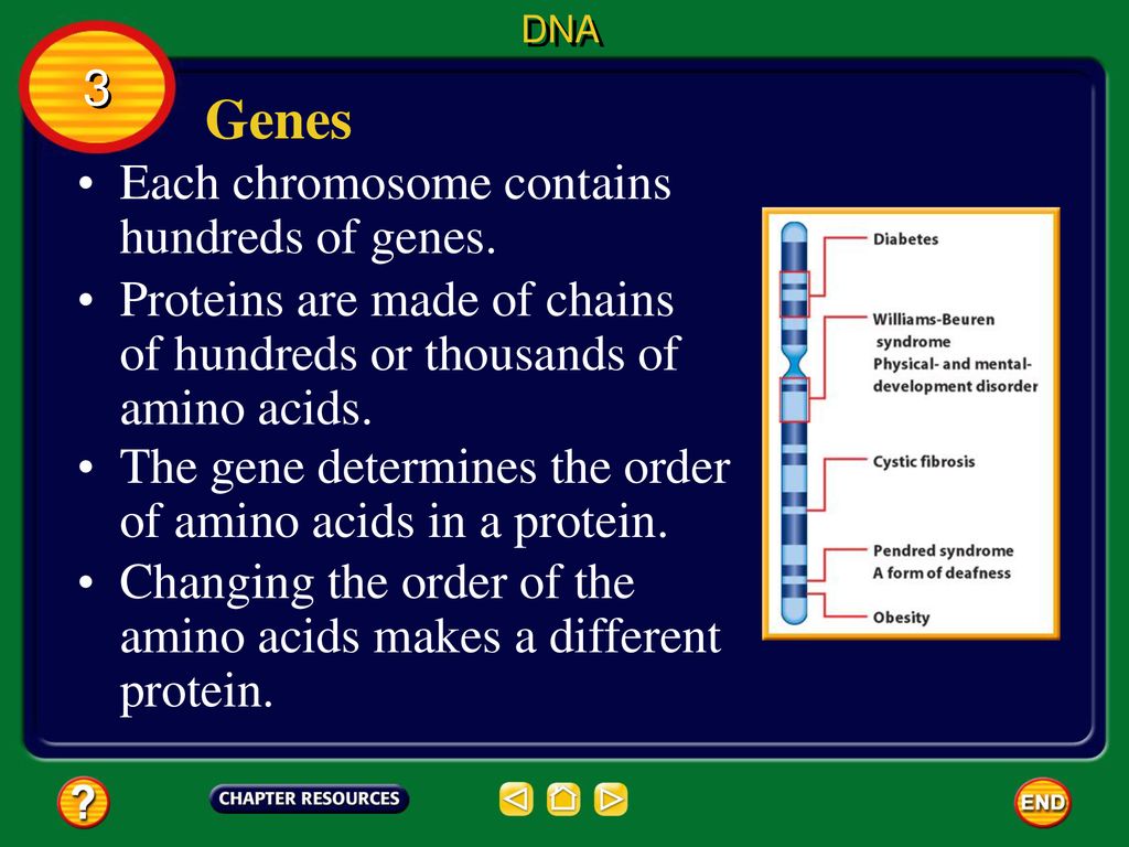 Genes 3 Each chromosome contains hundreds of genes.