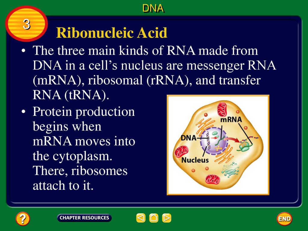 DNA 3. Ribonucleic Acid.