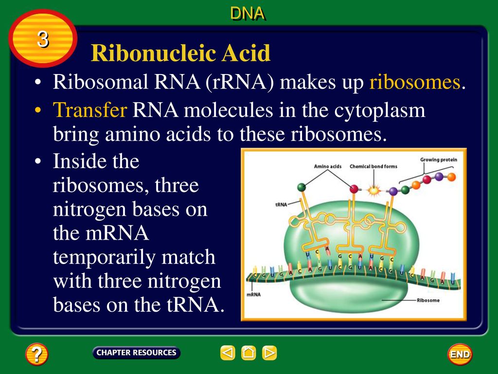 Ribonucleic Acid 3 Ribosomal RNA (rRNA) makes up ribosomes.