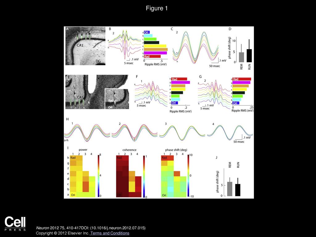 Figure 1 Similar Theta Phases in the Stratum Oriens and Pyramidale of Both Dorsal and Ventral Hippocampus.