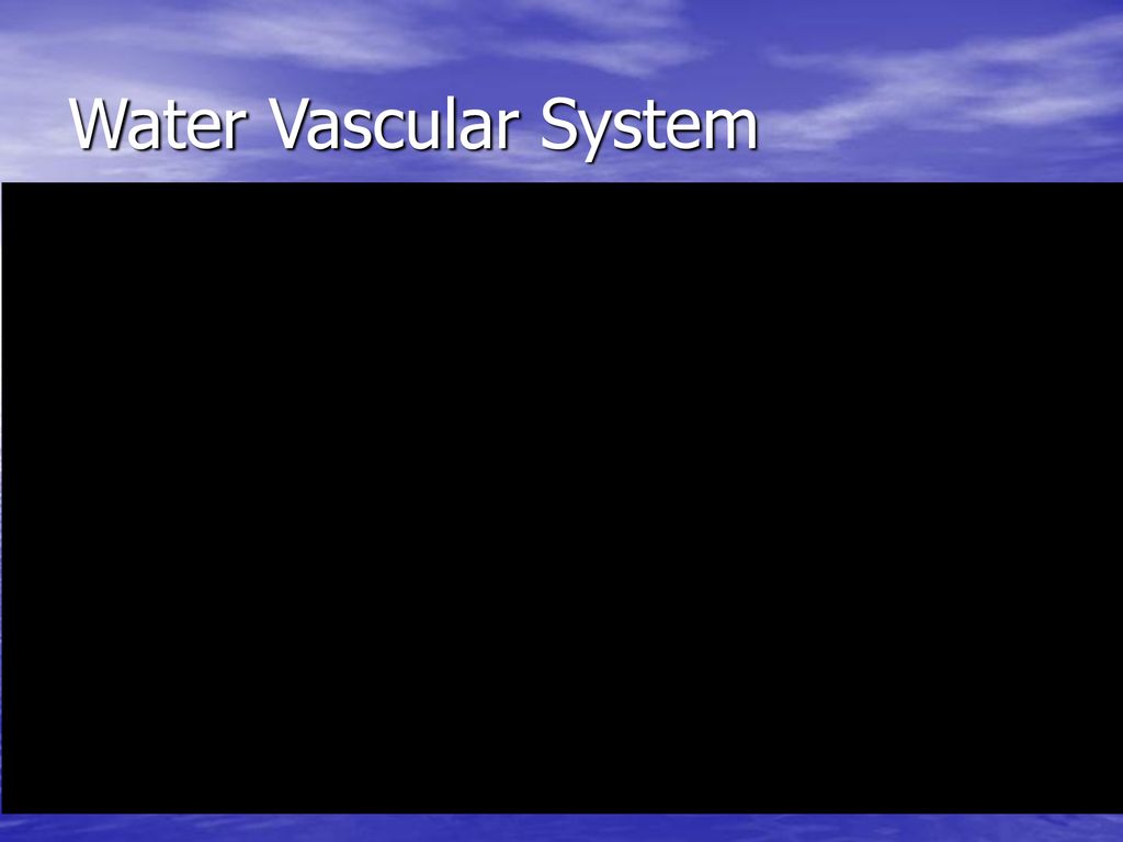 Water Vascular System