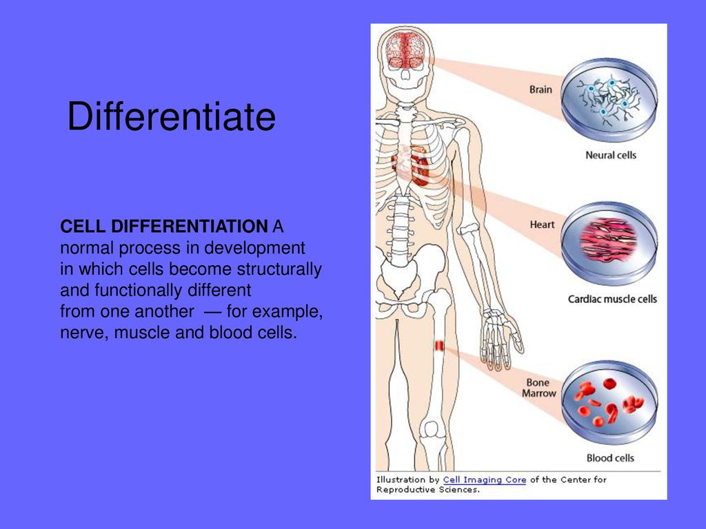 Cell Change and Development Vocabulary: Cell specialization Biology Diagrams