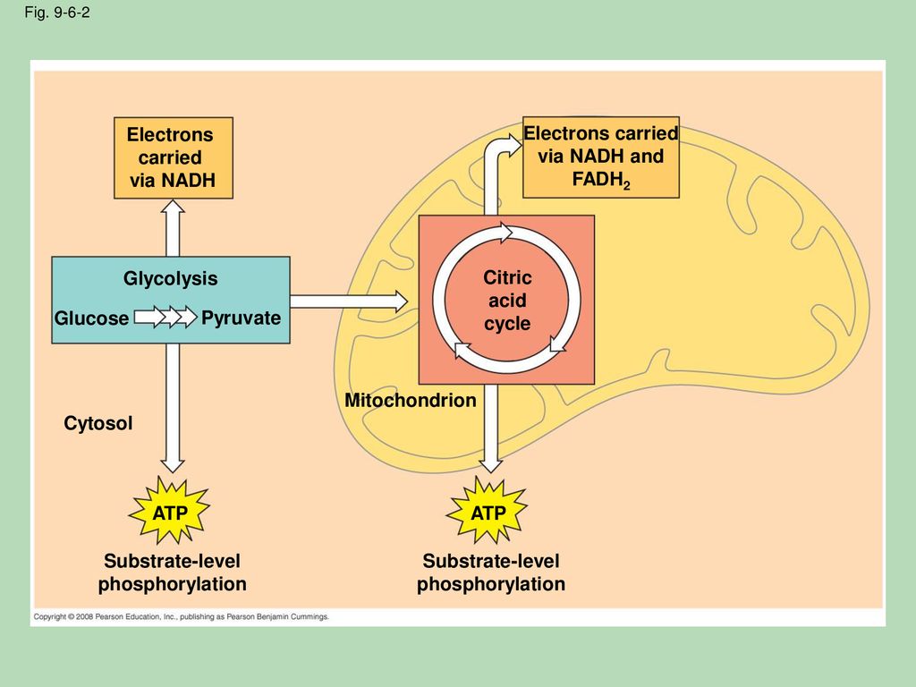 Цикл кребса в митохондриях. Клеточное дыхание и цикл Кребса. Цикл клеточного дыхания. Клеточное дыхание митохондрии. Стадии клеточного дыхания.