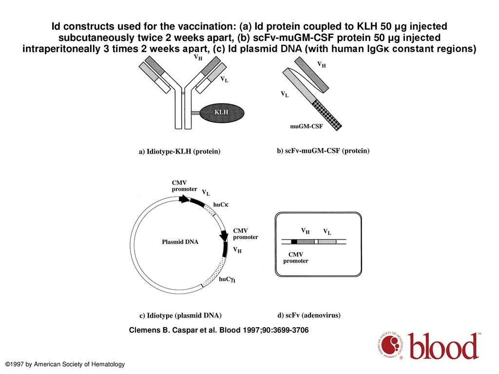 Id constructs used for the vaccination: (a) Id protein coupled to KLH 50 μg injected subcutaneously twice 2 weeks apart, (b) scFv-muGM-CSF protein 50 μg injected intraperitoneally 3 times 2 weeks apart, (c) Id plasmid DNA (with human IgGκ constant regions) ...