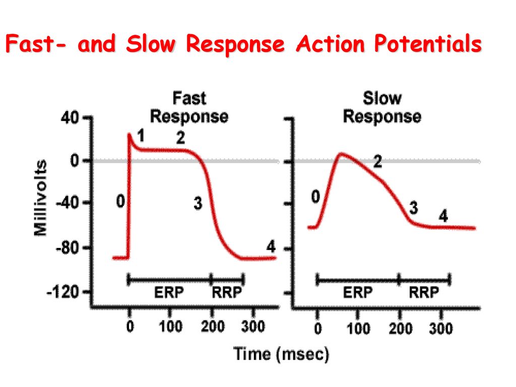 action-potential-types-ppt-download