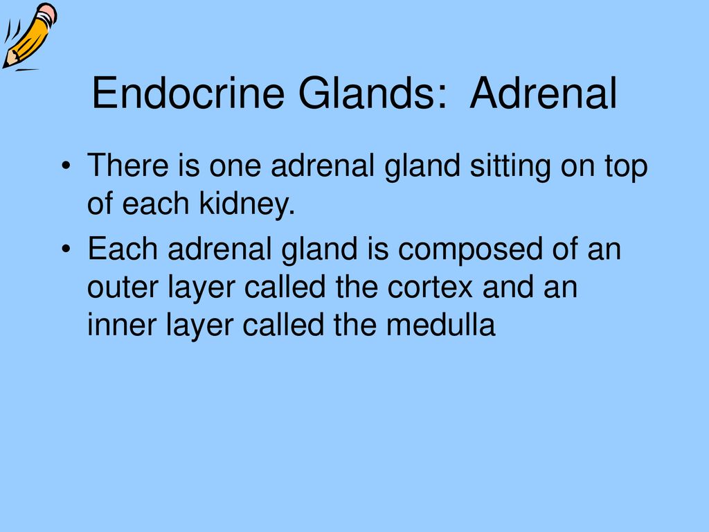 The Human Endocrine System - ppt download