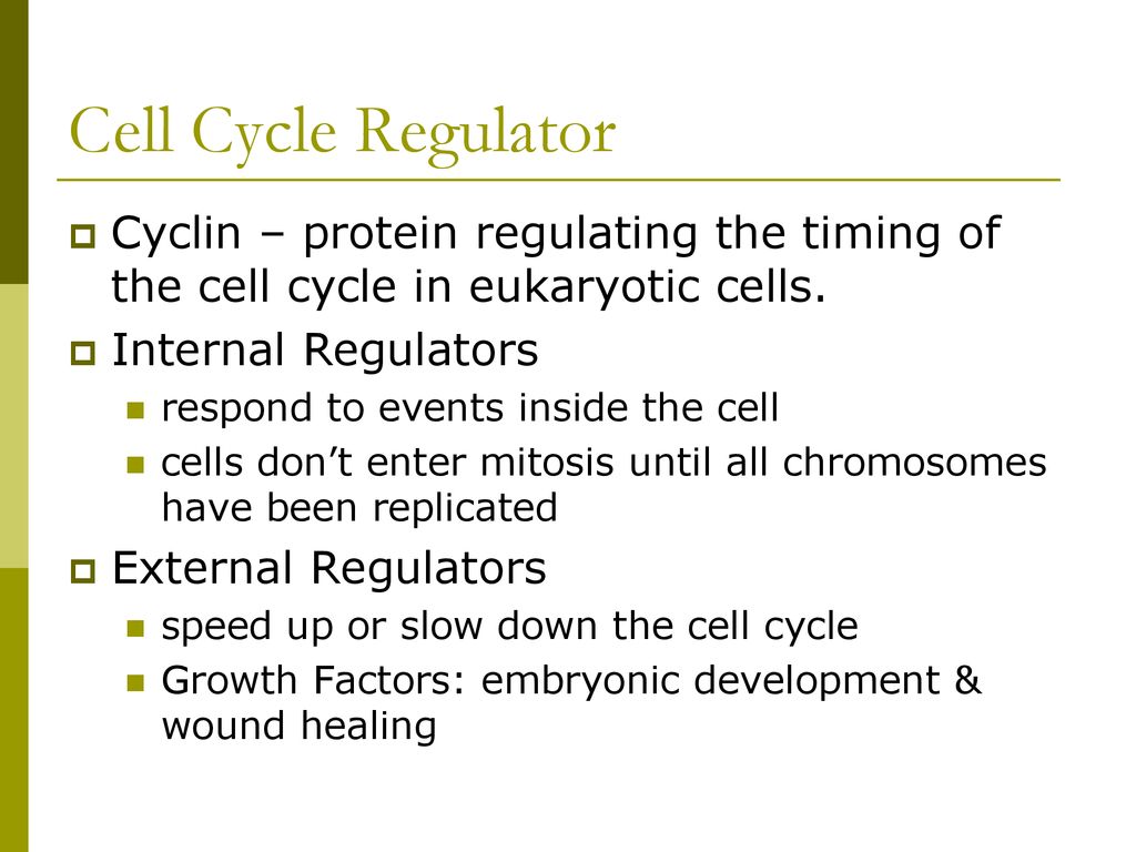 Regulation of Cell Cycle Biology Diagrams