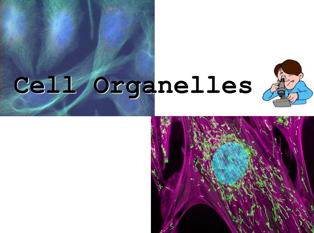 Cell Organelles Use This Presentation In Conjunction With The Cell Organelle Note Taking