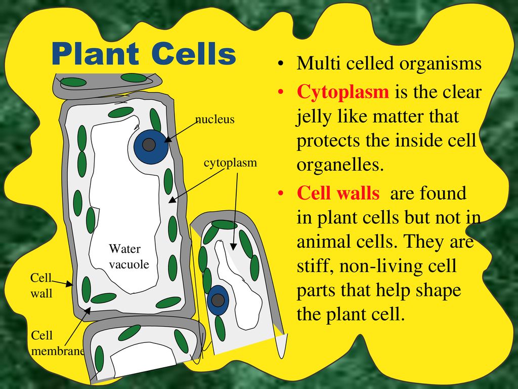 Plant & Animal Cells. - ppt download