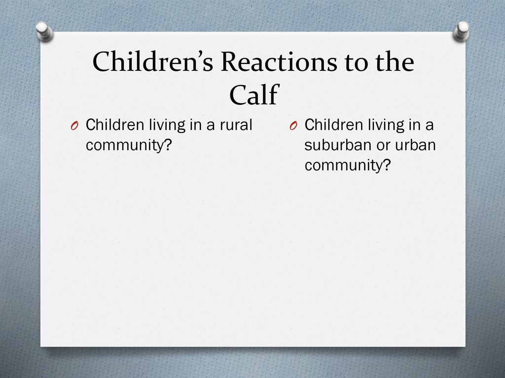 Children’s Reactions to the Calf