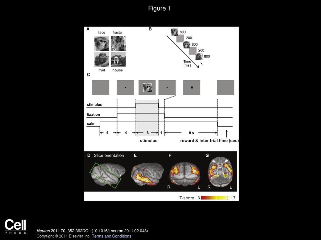 Figure 1 Experimental Paradigm and Example Stimuli for Each Object Category.