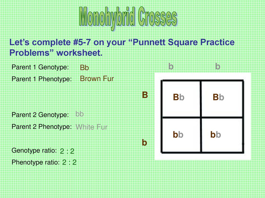 Monohybrid cross practice problems worksheet