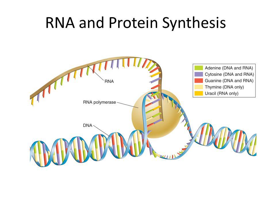 RNA and Protein Synthesis.