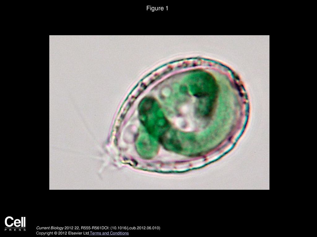 Volume 22 issue 14 pages r555 r561 july 2012 ppt download