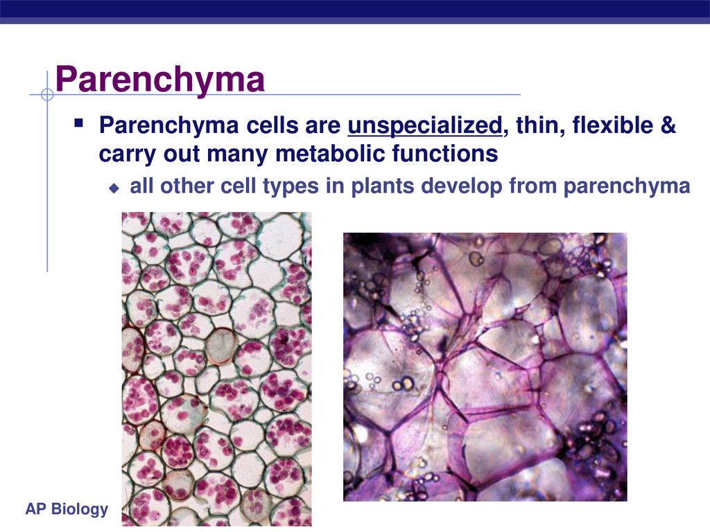 Parenchyma Parenchyma cells are unspecialized, thin, flexible & carry out many metabolic functions.