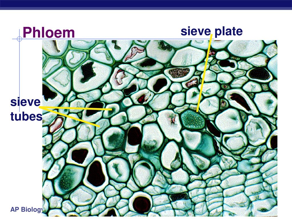 Phloem sieve plate sieve tubes