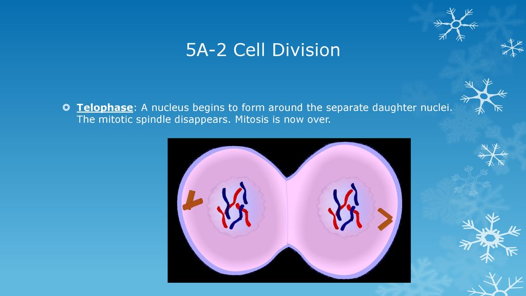 Unit 4: Genetics (part A) Biology Diagrams