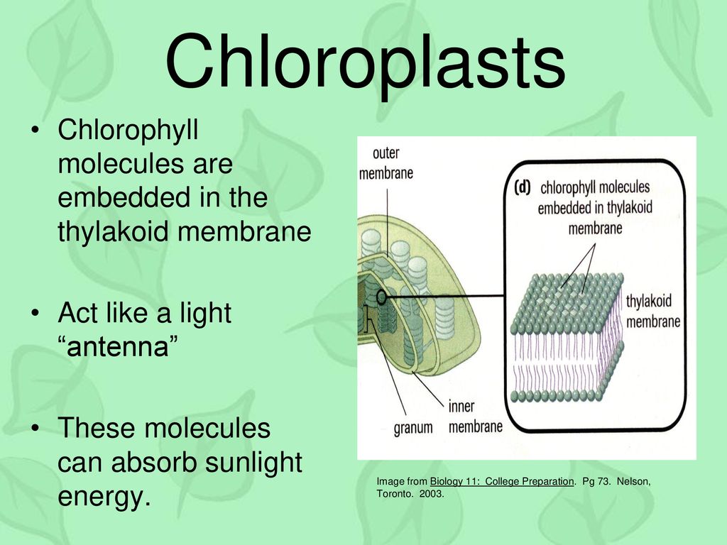 Chloroplasts Chlorophyll molecules are embedded in the thylakoid membrane. Act like a light antenna