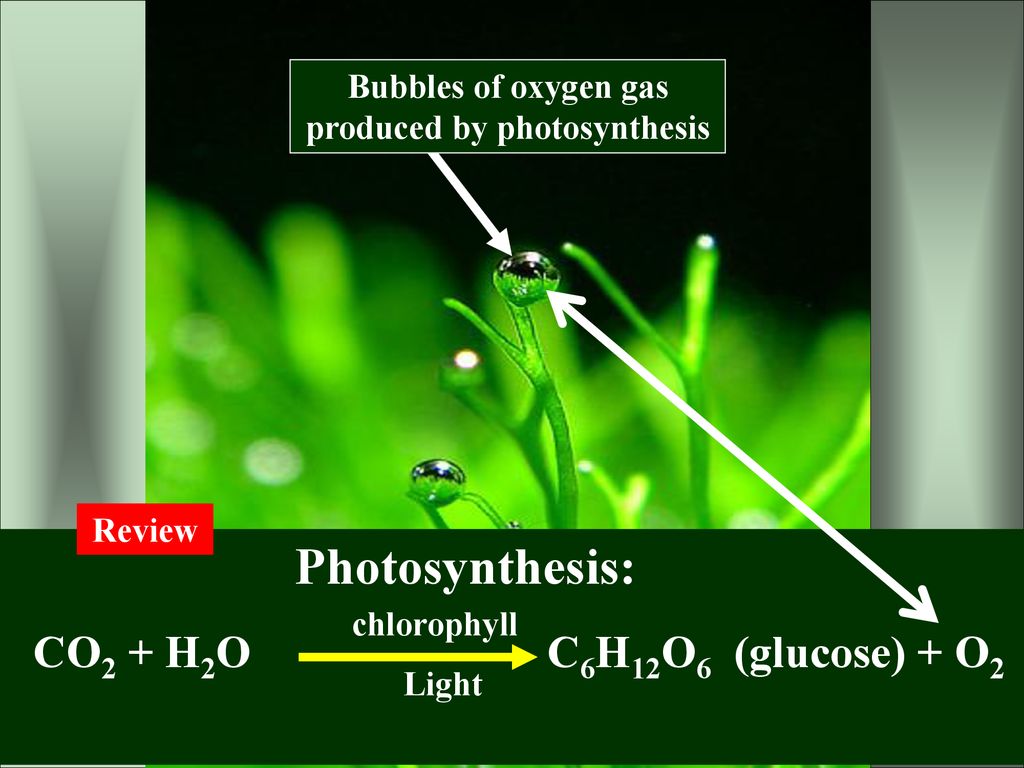 Lecture 9 - Photosynthesis - ppt download