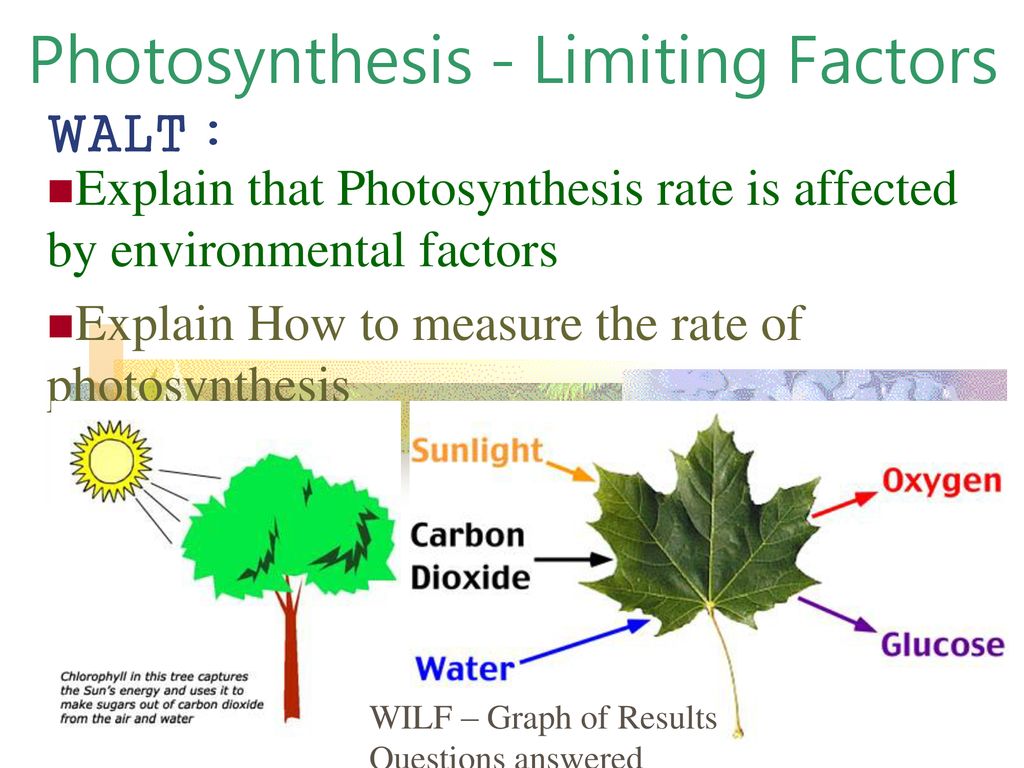 Photosynthesis - Limiting Factors - ppt download