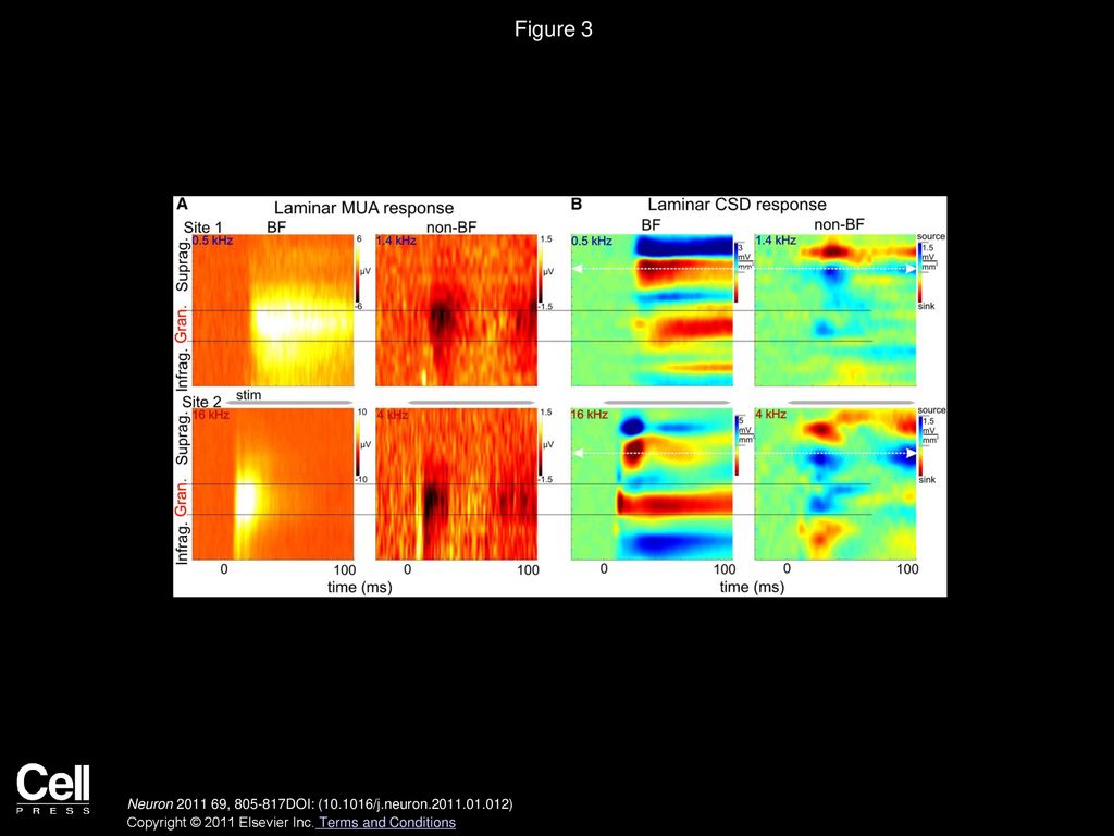 Figure 3 MUA and Current Source Density (CSD) Profiles Associated with BF and Non-BF Tones in A1.