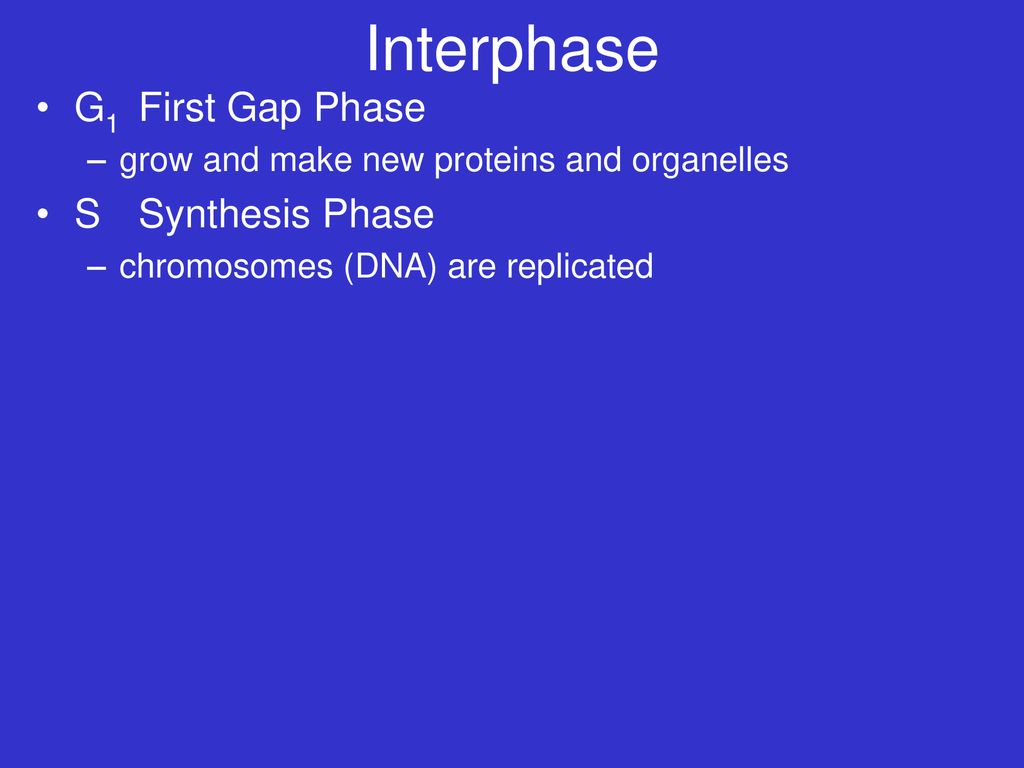 Interphase G1 First Gap Phase S Synthesis Phase
