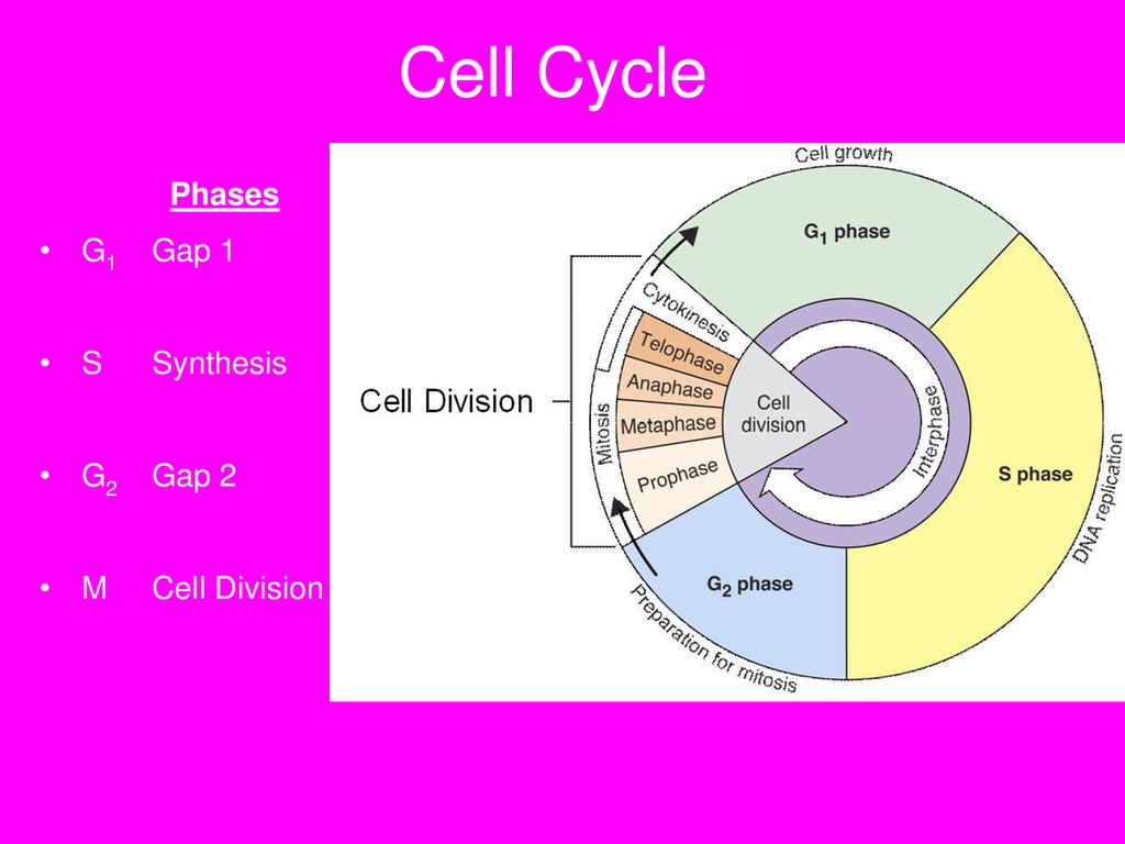 Cell Cycle Phases G1 Gap 1 S Synthesis G2 Gap 2 M Cell Division