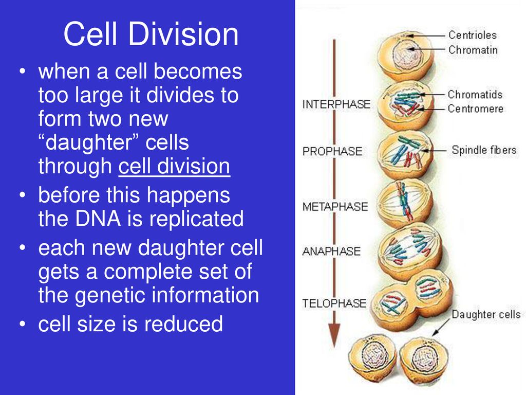 Cell Division when a cell becomes too large it divides to form two new daughter cells through cell division.