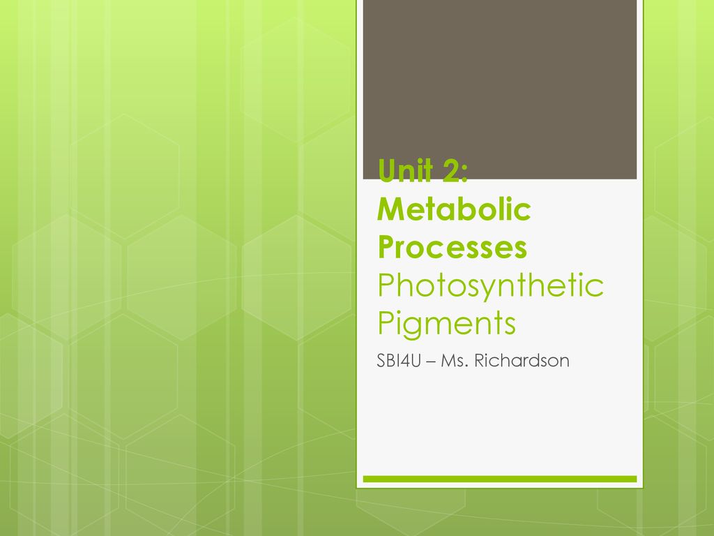 Unit 2: Metabolic Processes Photosynthetic Pigments - ppt download