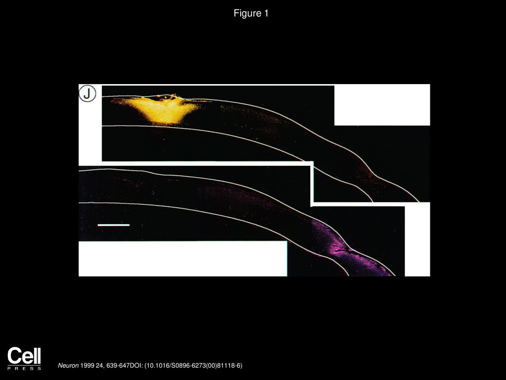 Figure 1 Regeneration of Corticospinal Tract Axons