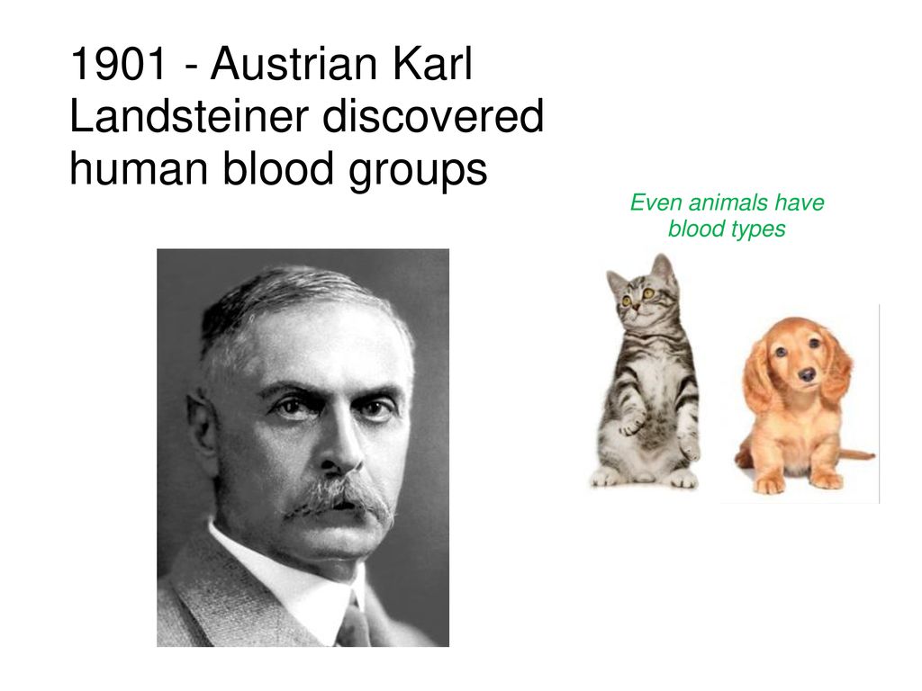 Do Different Animals Have Different Blood Types Do Different Animals Have Different Blood Types