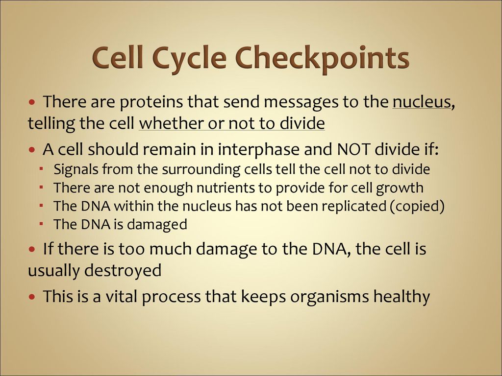 Cancer and the Cell Cycle Biology Diagrams