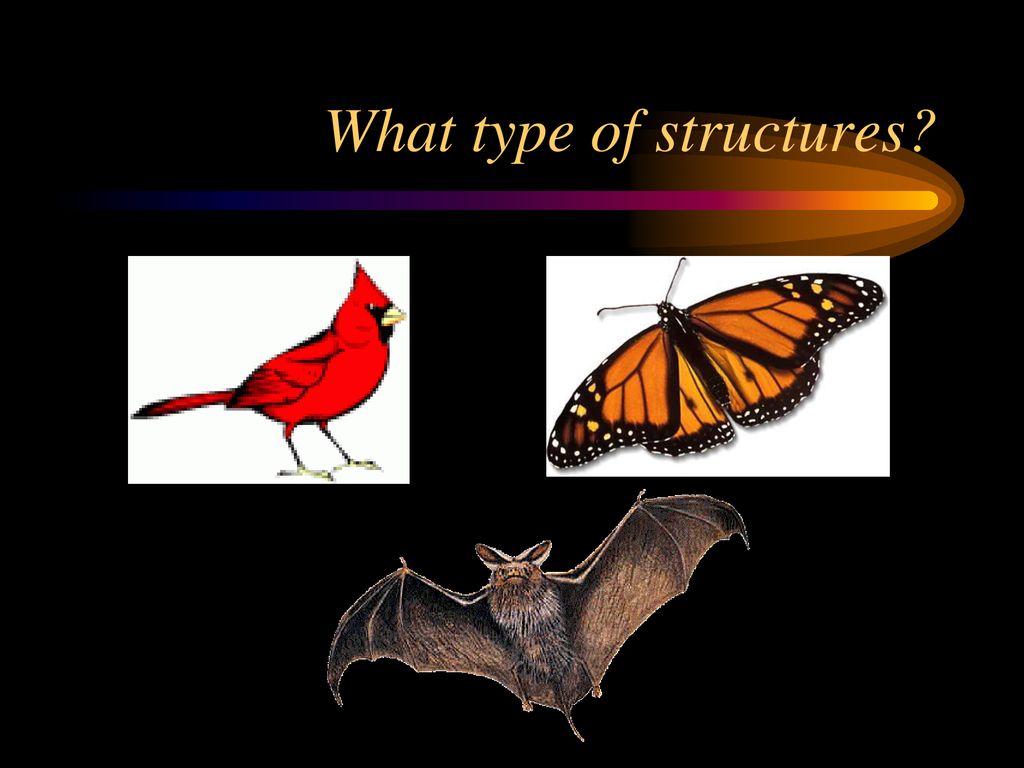 What type of structures