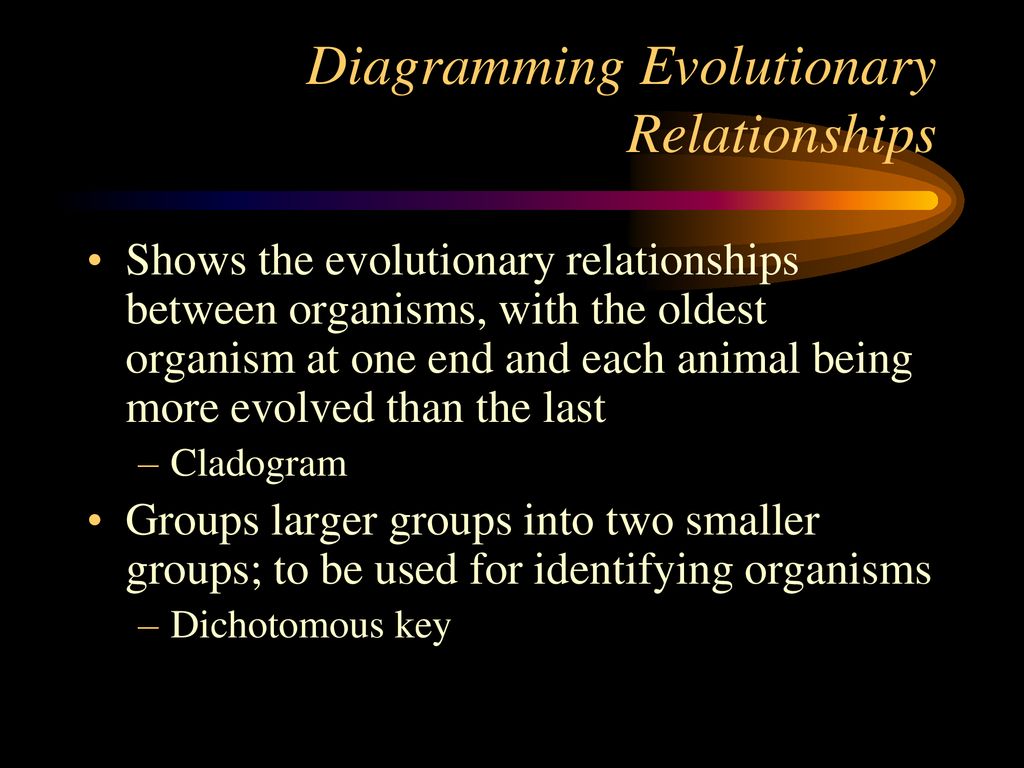 Diagramming Evolutionary Relationships