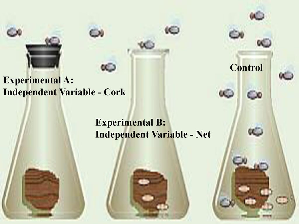 Control Experimental A: Independent Variable - Cork Experimental B: Independent Variable - Net