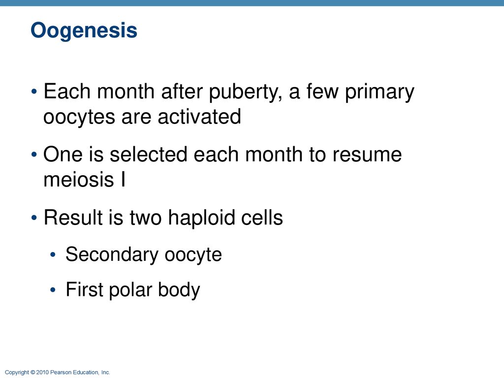 The Reproductive System Part B ppt download