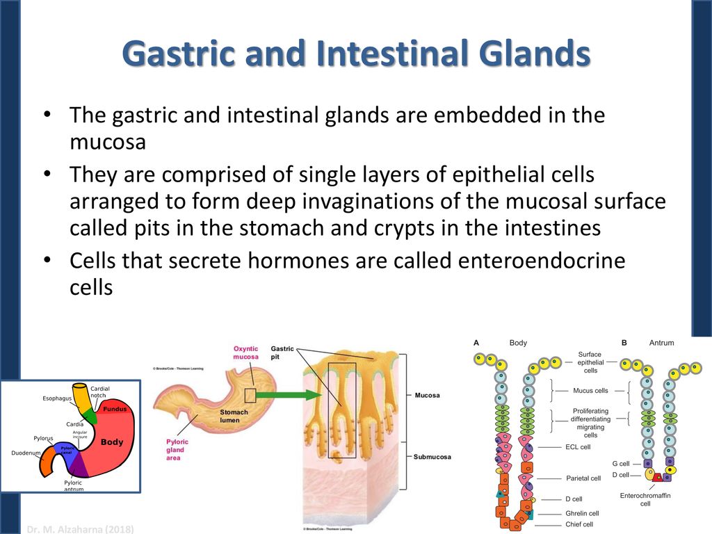 HORMONES OF THE GASTROINTESTINAL TRACT Biology Diagrams