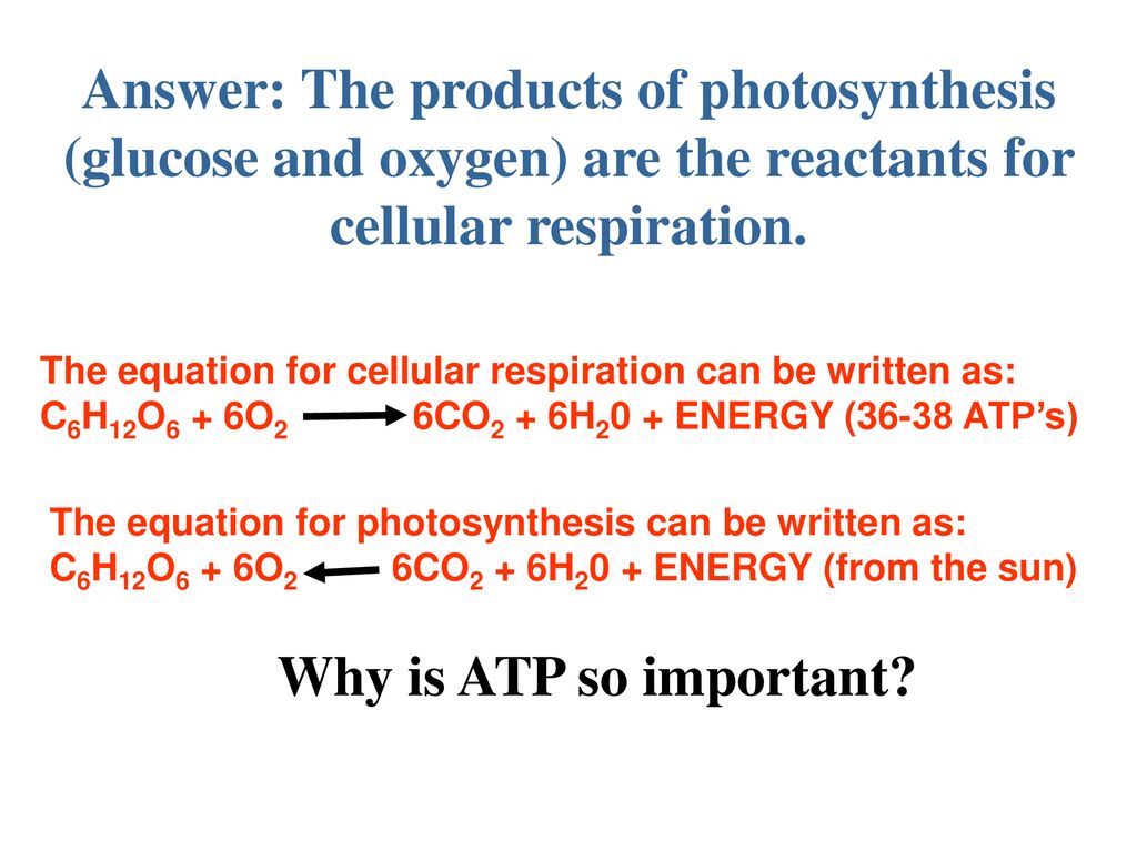 Which Organisms Use Cellular Respiration To Obtain Energy From Food Ppt Download