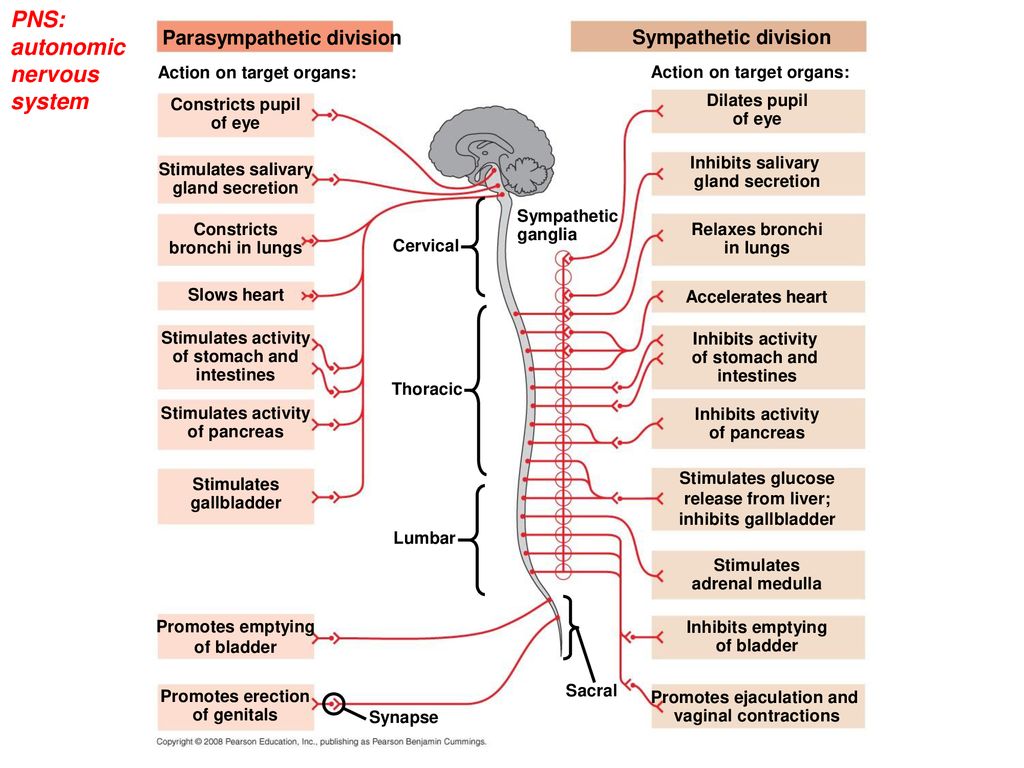 Chapter 49 Nervous Systems. - ppt download