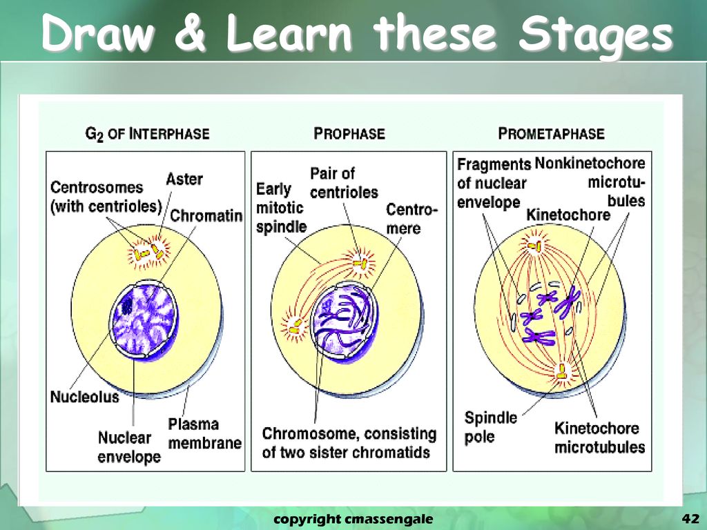 3 этапа интерфазы. Интерфаза g1. Интерфаза клетки. Процессы в синтетическом периоде интерфазы. Периоды интерфазы.