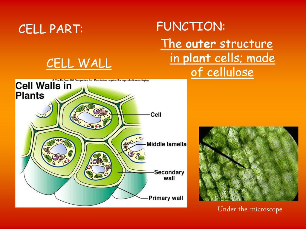 CELLS Cell Structure. - ppt download