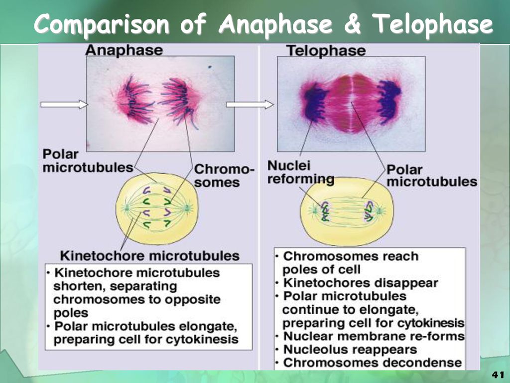 Деление клетки анафаза. Telophase Mitosis. Рассеивание хромосом в метафазе. Анафаза препарат. Анафаза фото.