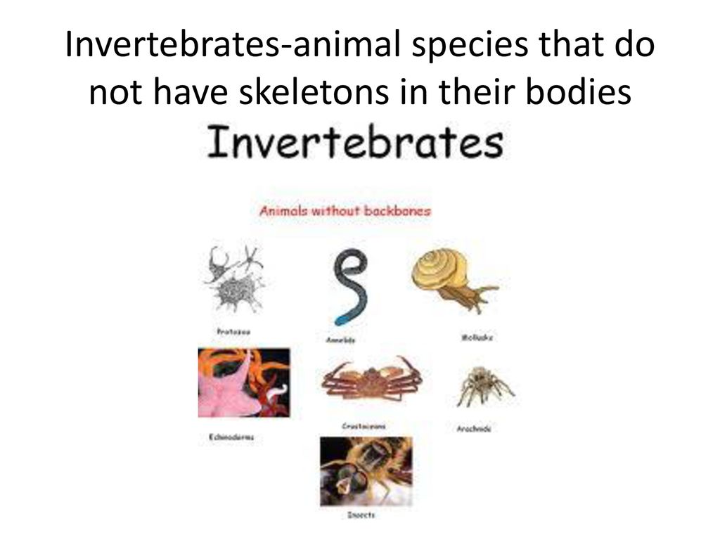 U.S. Fish and Wildlife Service U.S.F.W.S. - ppt download