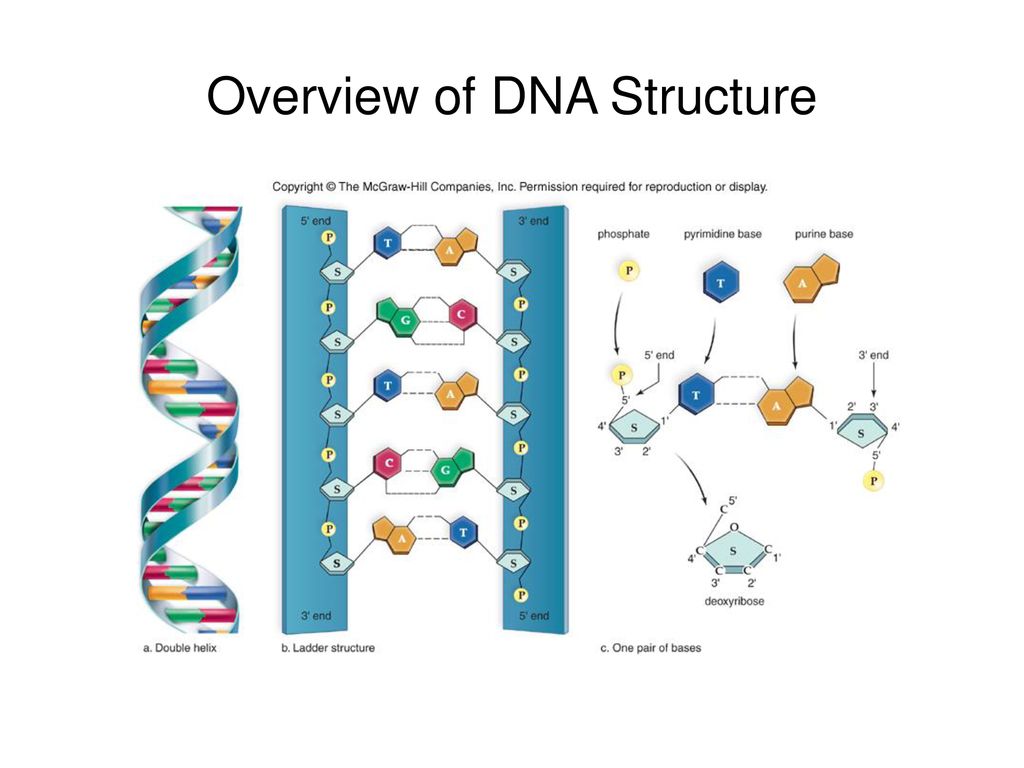First structure. DNA structure. The Primary structure of DNA. Superhelical DNA structure of DNA. Структура ДНК атгц.