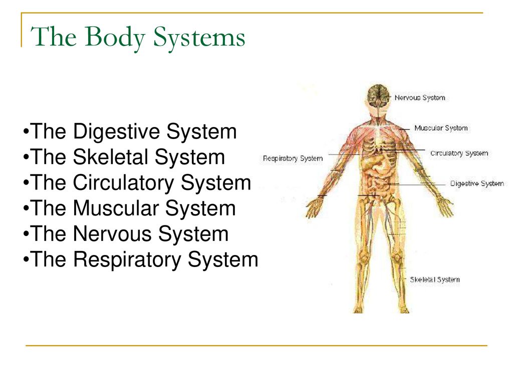 The Human Body Systems. Biology Diagrams